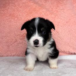 CASH - Black and tan male Pembroke Welsh Corgi puppy in Ritzville, Washington from Sapphire Iris Corgis