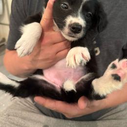 Captain Marvel (purple collar) - Black and white female Border Collie puppy in Grapeview, Washington from Athena’s Collies