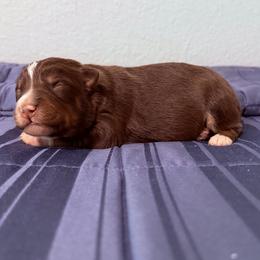 Liberty - Red tri-color female Australian Shepherd puppy in Harrah, Oklahoma from Kamm's Aussies