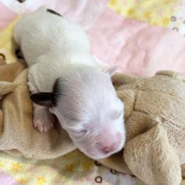 Cream with red - Cream female Havanese puppy in East Lansing, Michigan from VanCort's Happy Havanese