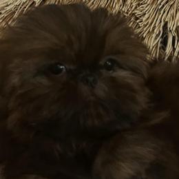 Girl 1 - Brindle female Shih Tzu puppy in Dallas, Texas from A Sassy Soul Shih-Tzu