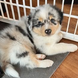 Australian Shepherds from Calinora Australian Shepherds