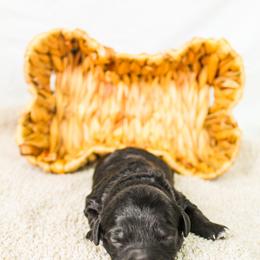 Breck - Black female Goldendoodle puppy in Cleveland, Georgia from The O.G. Doodles