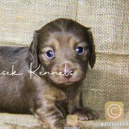 Dachshund Puppies from Pasek Kennels