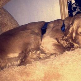 Cocker Spaniels from Carter's Cocker Spaniels