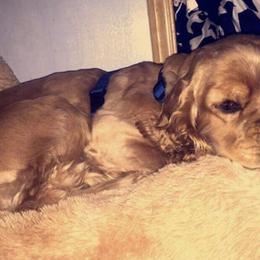 Cocker Spaniels from Carter's Cocker Spaniels