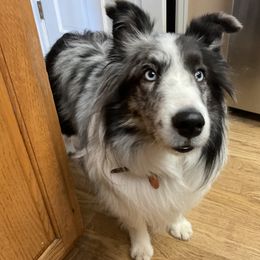 Ocean - Blue merle and white Shetland Sheepdog puppy in Centennial, Colorado from Kochar Shelties