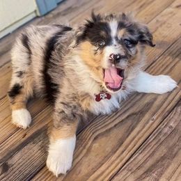 Australian Shepherd Puppies from Janovsky Australian Shepherds