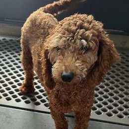Izzy - Cavapoo