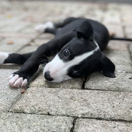Whippet Puppies from Wise Heart Whippets