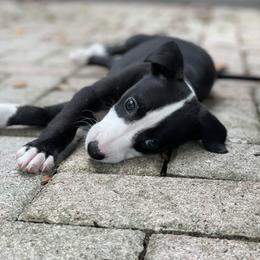 Whippet Puppies from Wise Heart Whippets