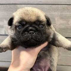 Pugs from Forever Young Pugs