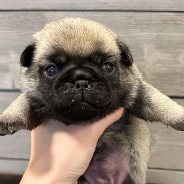 Pugs from Forever Young Pugs