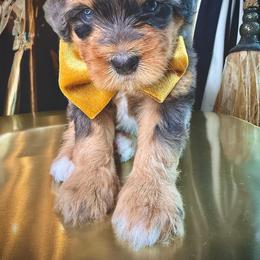 Yellow - Merle male Bernedoodle puppy in Curtice, Ohio from The Pink Doghouse