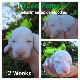Green - Parti female Goldendoodle puppy in Upland, California from Hartman Goldendoodles