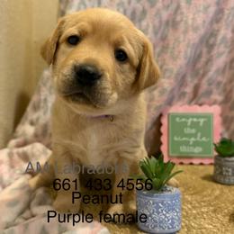 Peanut - Yellow female Labrador Retriever puppy in Wittmann, Arizona from AM Labradors