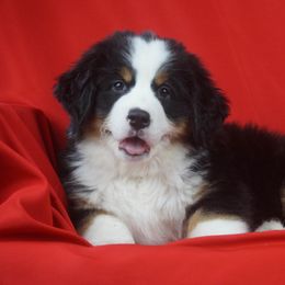 Bernese Mountain Dog Puppies from Lonesome Pine Farm