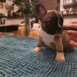 Ridge - Fawn and white male French Bulldog puppy in Asheville, North Carolina from MTO KENNELS