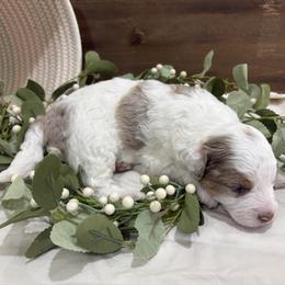 Boy 2 - male Aussiedoodle puppy in Rainbow City, Alabama from Creek Bend Farm