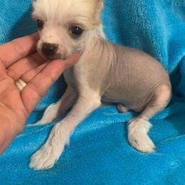 Chihuahua and Chinese Crested Puppies from Western Kentucky Chihuahua’s and Chinese Crested’s