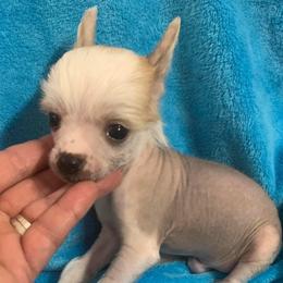 Chihuahua and Chinese Crested Puppies from Western Kentucky Chihuahua’s and Chinese Crested’s