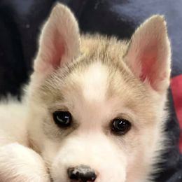 Siberian Husky Puppies from Marsh Creek Huskies