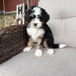 Max - Tri-color male Bernedoodle puppy in Holtwood, Pennsylvania from Country Ridge Puppies