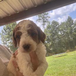 Knox - Parti male Poodle puppy in Osyka, Mississippi from Southern Sunshine Standards