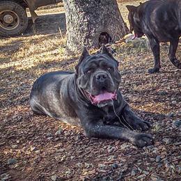 Bosco - Cane Corso