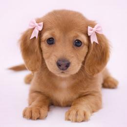 Anna- AKC import lines - Red female Dachshund puppy in Coweta, Oklahoma from Sunnyside Dachshunds