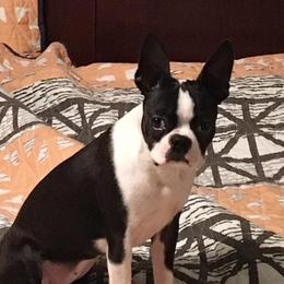 June - Boston Terrier