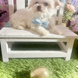 Captain - White Maltese puppy in Upland, California from Prime Paradise Kennel