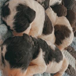Biscuit - Parti male Goldendoodle puppy in Cross, South Carolina from DoodleDandy & Danes