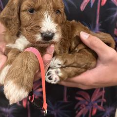 Irish Doodle and Labradoodle Puppies from Bipsi's Doodles