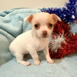 Pearl AKC - White female Chihuahua puppy in Seneca, Missouri from Stephanie’s Puppy Colony