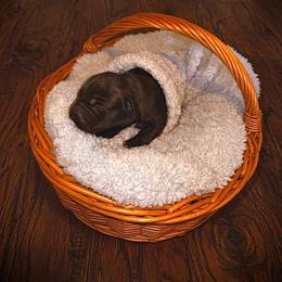 Girl 2 - Black female Cane Corso puppy in Colorado Springs, Colorado from Legacy Bloodline
