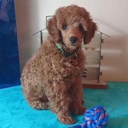 Desmond is ready to make your house feel like home. - Apricot male Poodle puppy in Licking, Missouri from Majestic Embrace Poodles