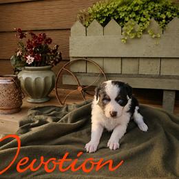Devotion - female Sporty Mix puppy in Algona, Iowa from Ebonheart Kennel