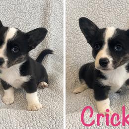 Cricket - Black and white female Cardigan Welsh Corgi puppy in Box Elder, South Dakota from BELieve Cardigan Welsh Corgis