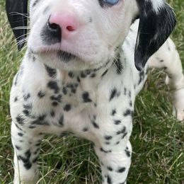 Dalmatians from Domino’s Dalmatians