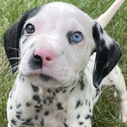 Dalmatians from Domino’s Dalmatians