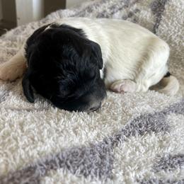 Boy 5 - Black and white Bernedoodle puppy in Amherst, Nebraska from Pile Family Goldendoodles