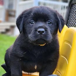 Girl 2-Yellow - Black female Labrador Retriever puppy in Saunemin, Illinois from Shooting Star Labs