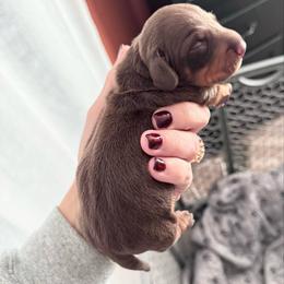 Bo - Chocolate and tan male Dachshund puppy in Indian Trail, North Carolina from Hilda’s Teenie Weenies