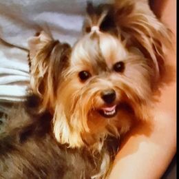 Kido - Yorkshire Terrier