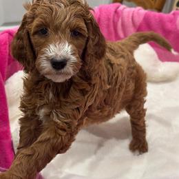 Scarlett - Red  female Goldendoodle puppy in Maricopa, Arizona from AZ Designer Goldendoodles