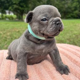 Fred - Blue male French Bulldog puppy in Salisbury, Maryland from 77 Frenchies Maryland