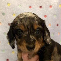 Domino - Dapple male Dachshund puppy in Stockbridge, Georgia from Beneath the Pines Mini Farm