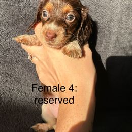 Dachshund Puppies from Sunshine’s Dachshunds