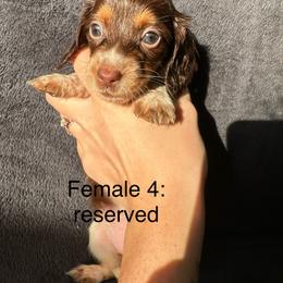 Dachshund Puppies from Sunshine’s Dachshunds